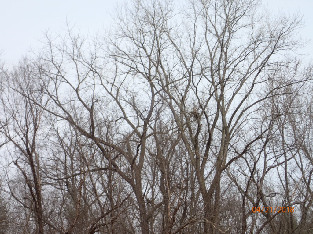 See the Eagle in the Tree?